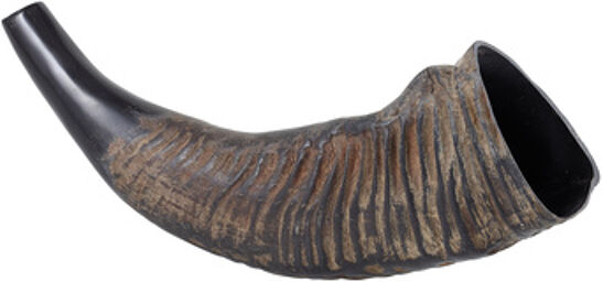 Water Buffalo Horn